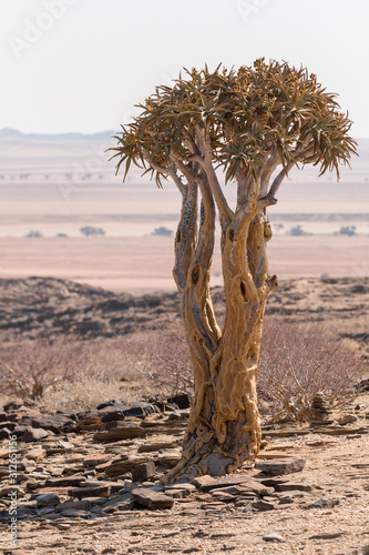 Aloidendron dichotomum, formerly Aloe dichotoma, the quiver tree or kokerboom, is a tall, branching species of succulent plant. © Cees van Vliet