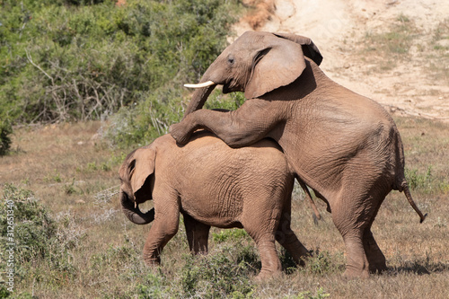 Photography elephant love