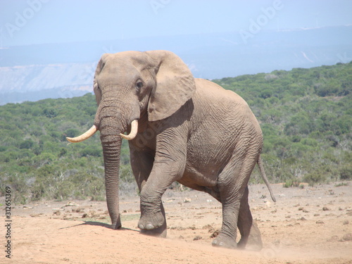 Elephant at waterhole in Addo Elephant NP