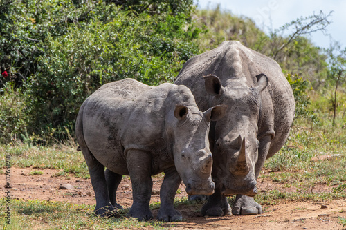 rhino mother and son
