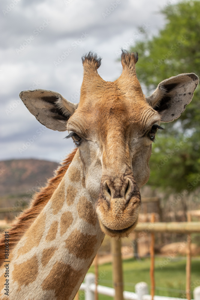 Obraz premium giraffe face