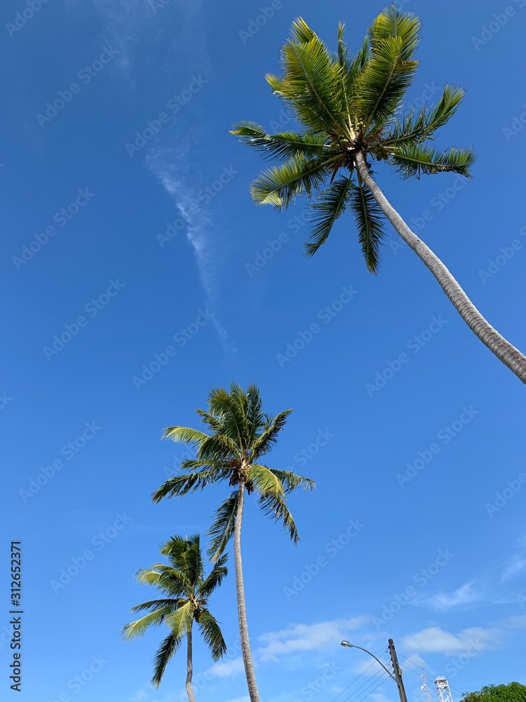 Fototapeta premium palm tree and blue sky