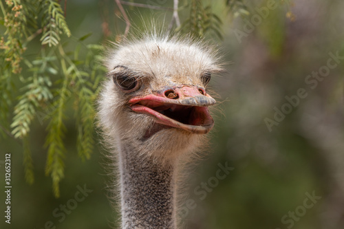 ostrich close up