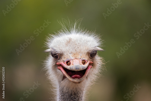 ostrich face © Matthias