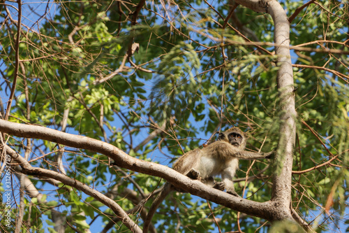 singe dans l'arbre