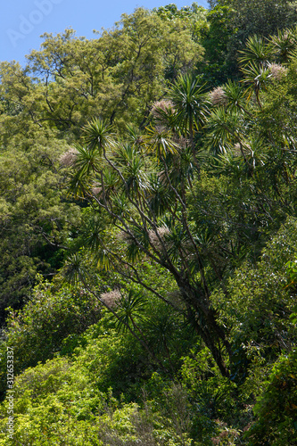 Te Urewera National Park New Zealand.