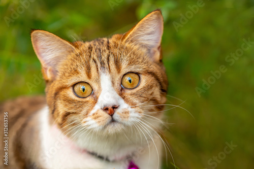 Closeup portrait of a beautiful face cat on green background..