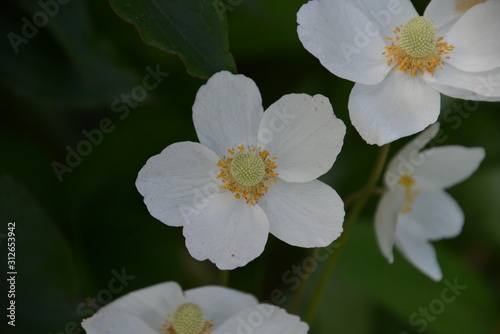 white flowers in garden