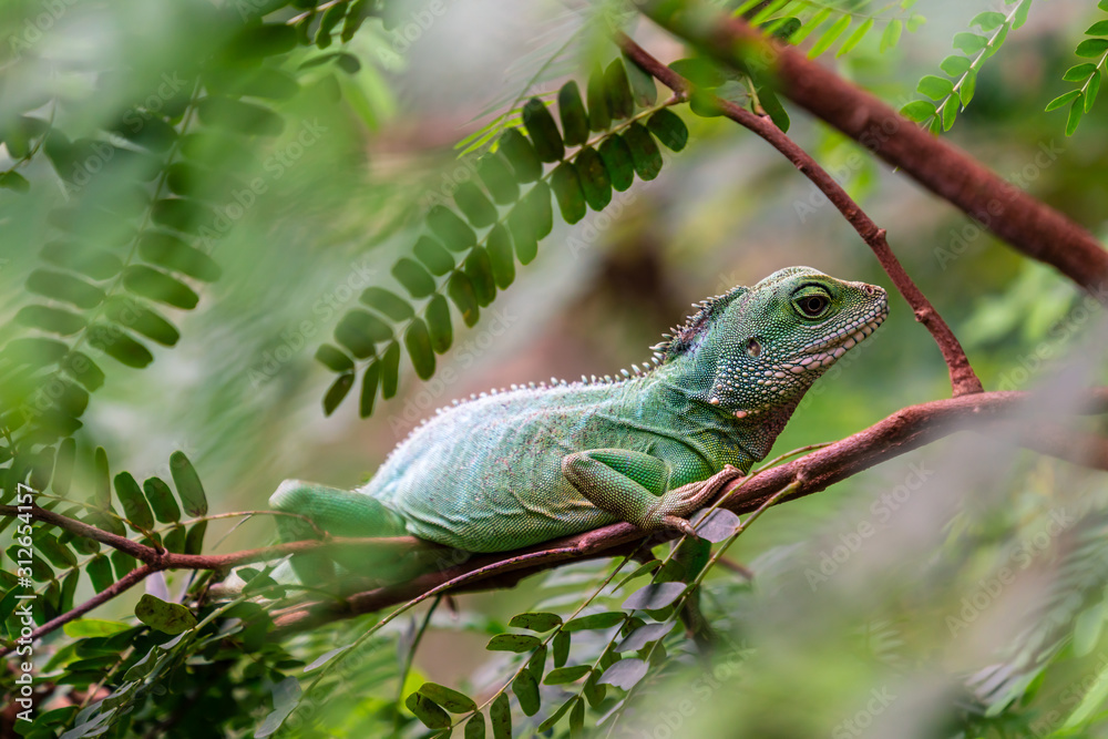 Fototapeta premium A green iguana lizard sitting in a tree