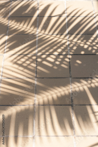 Shadows of palm fronds on a tiled floor.
