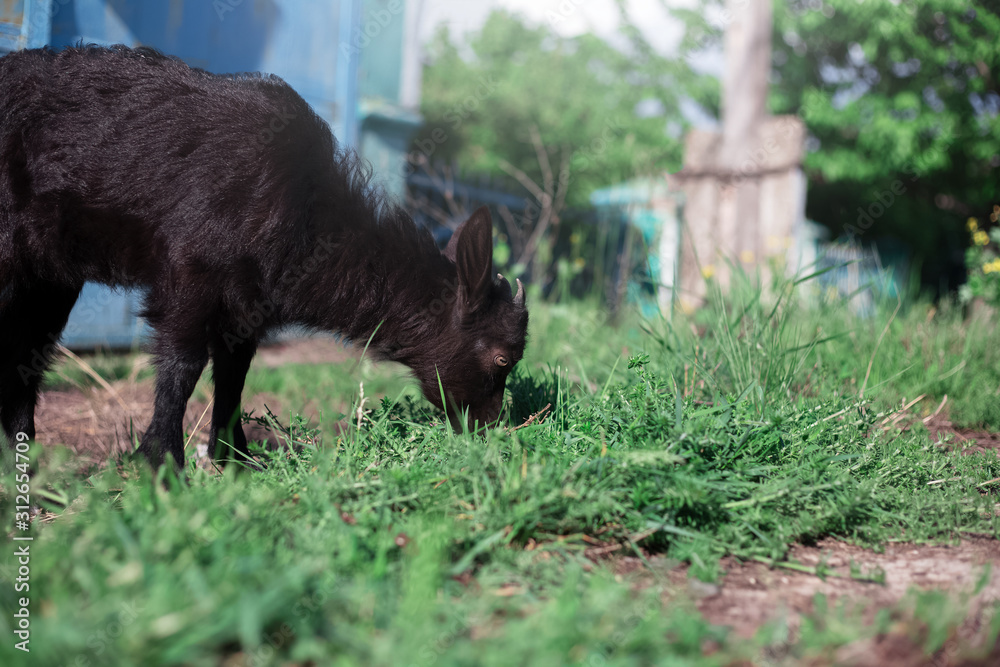 Black baby goat grazing green grass outdoors. Black baby goat grazing green grass outdoors.