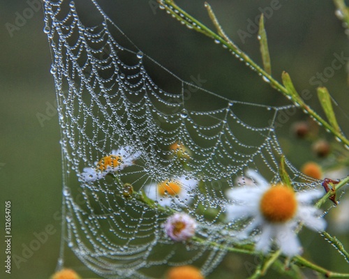 Vászonkép spider web with morning dew