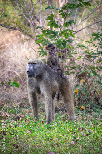 Chacma Baboon - Botswana - Africa