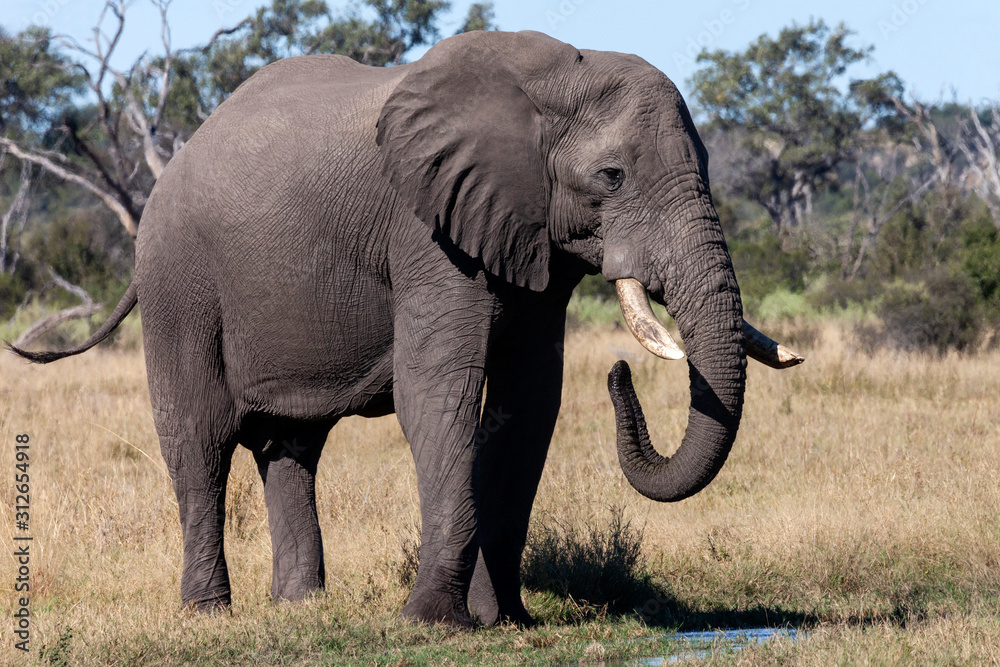 African Elephant - Botswana - Africa