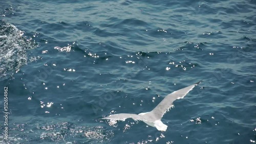 Seagulls flying and hovering above the blue sea