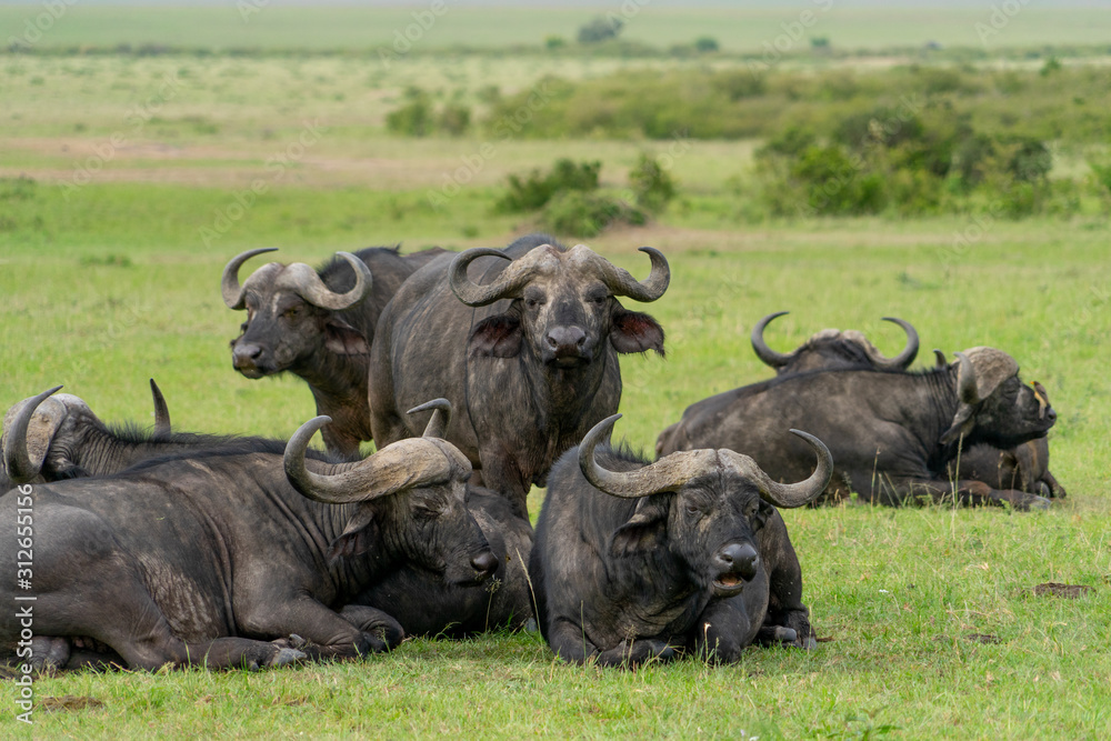 Wild african Buffalos grasing in Masai Mara Wild african Buffalos grasing in Masai Mara