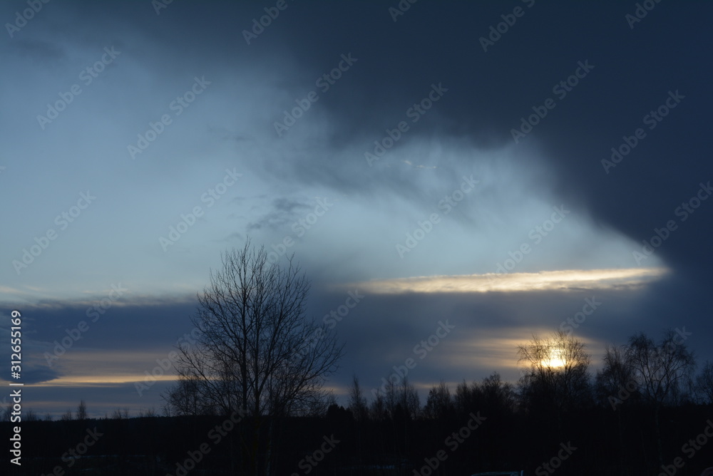 Fototapeta premium sunset in forest