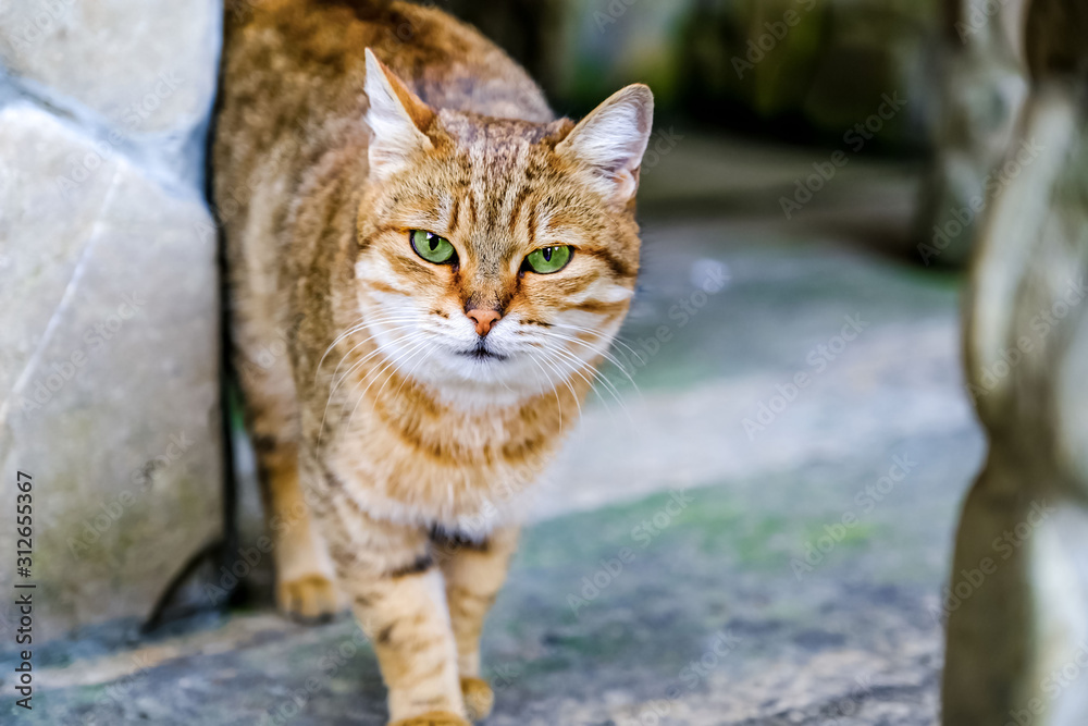 Red cat in the garden on the nature. Egyptian Mau. A series of relaxing shots 9 Treatment for cats, veterinary medicine Red cat in the garden on the nature. Egyptian Mau. A series of relaxing shots 9 Treatment for cats, veterinary medicine