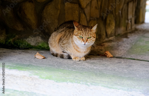 Fotografia Red cat in the garden on the nature