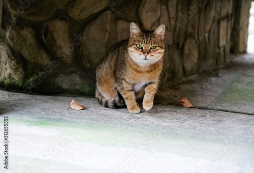 Fotografija Red cat in the garden on the nature