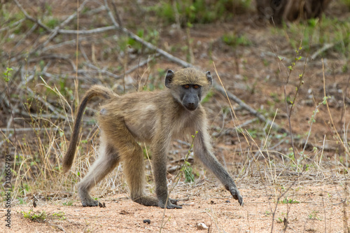 monkey walking