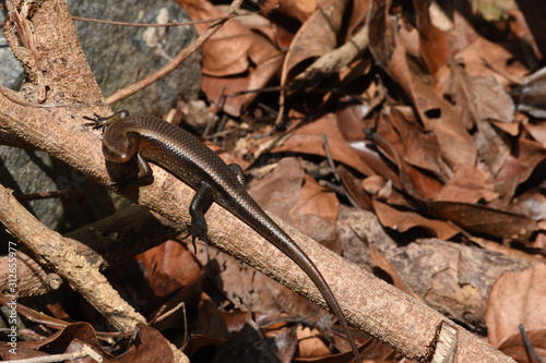 Lizard in vietnam rain forest
