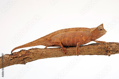 Brown Leaf Chameleon / Augenzipfelstummelschwanzchamäleon (Brookesia superciliaris) photo