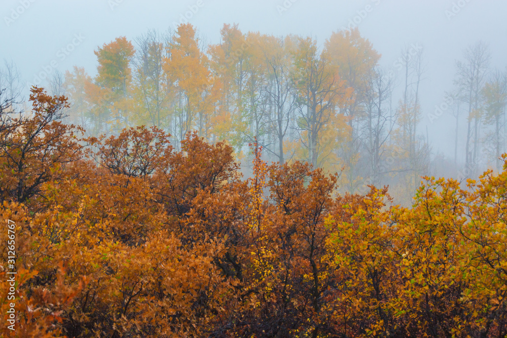 Morning Autumn Fog