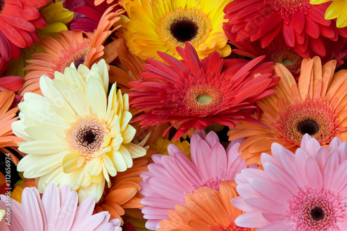 Colorful Flowers