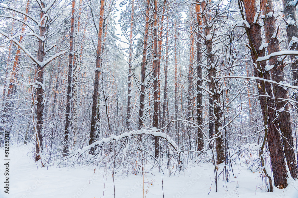Fototapeta premium Beautiful winter in pine forest. Winter lanscape with heavy snowfall.