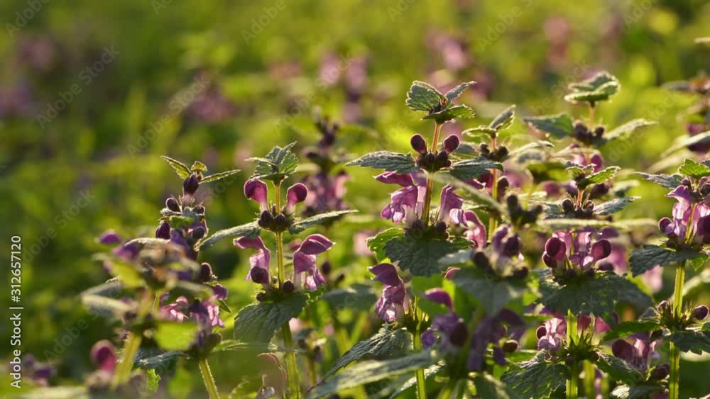 Lamium, dead-nettles in the forest