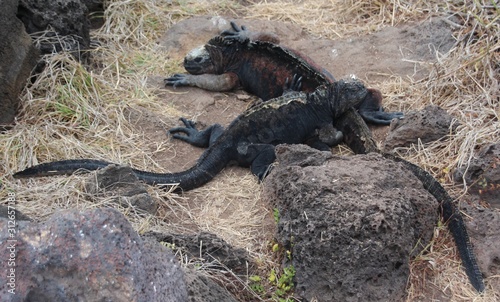 Iguanas warming up in Galapagos