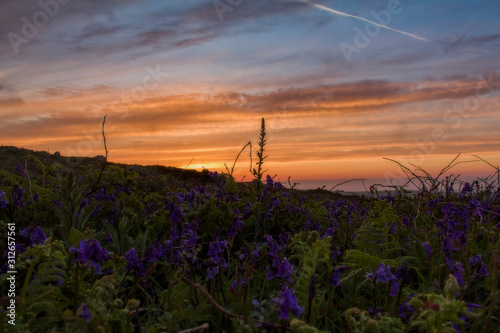 sunset over a field