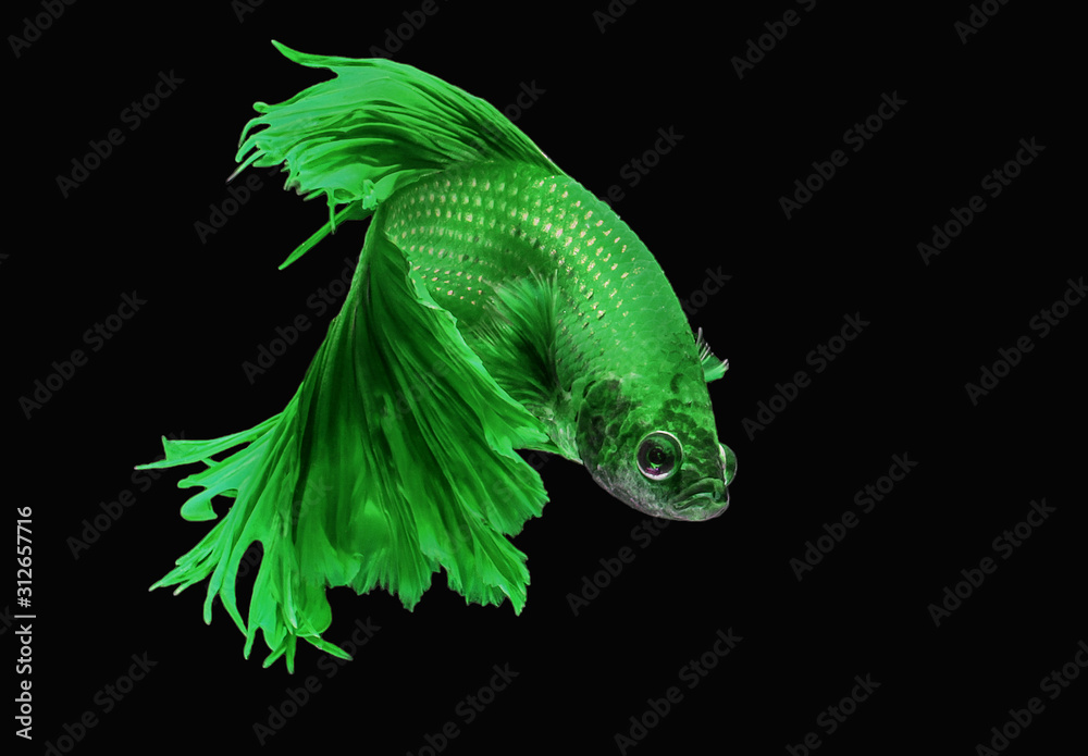 Colorful freshwater fishes with CLIPPING PATH. Fancy thai super bright  green betta spreading fin and long tail swimming. Siamese fighting fish  isolated black background. Close up and focus selection Photos | Adobe