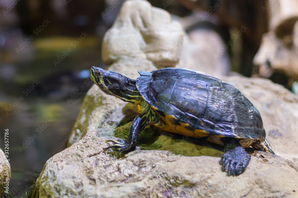 Red-eared slider close-up on rock Trachemys scripta elegans Red-eared slider close-up on rock Trachemys scripta elegans