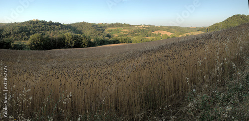 Oat field in late evening light  Montespertoli in Florence
