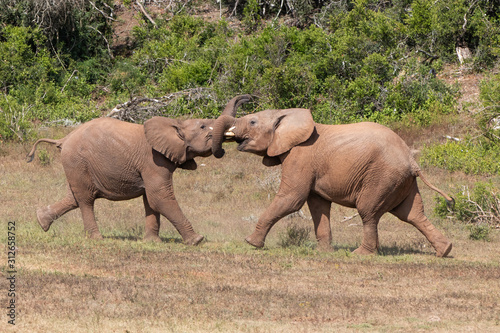 elephants fighting