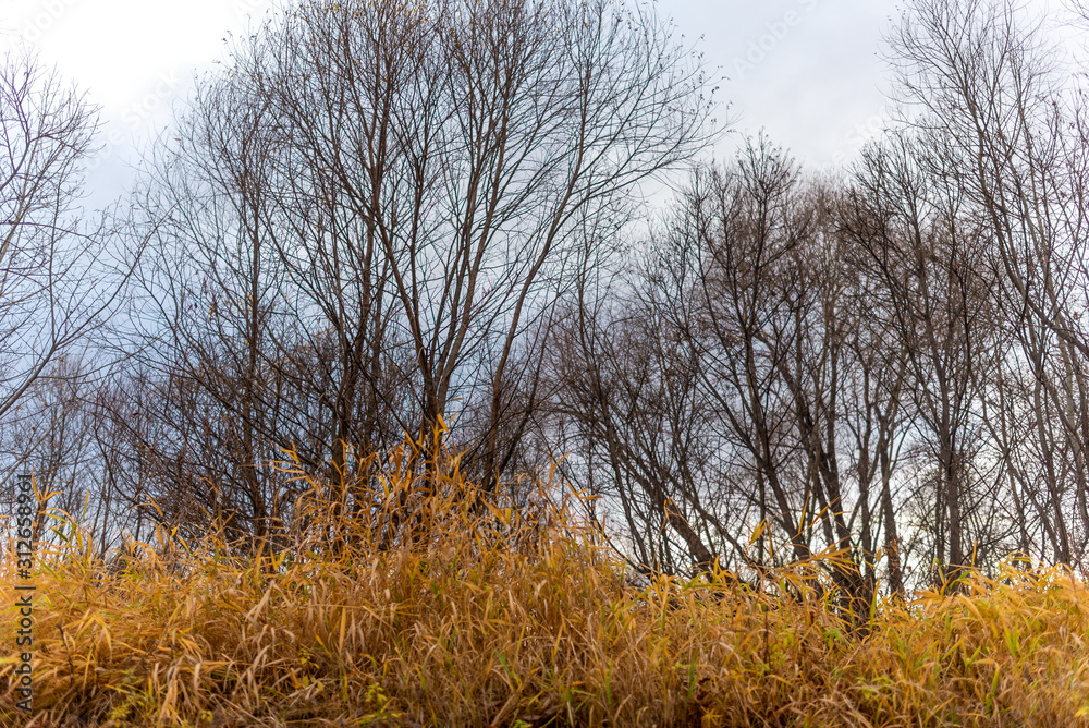 The bare branches of willow trees overhang the yellow grass in autumn. The bare branches of willow trees overhang the yellow grass in autumn.