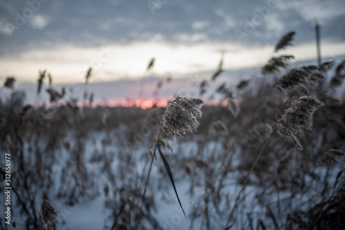 The dry grass in the winter field bent in the wind against the setting sun on the horizon in the evening.