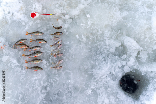 Caught fish perch and ruff on winter fishing lie in a row near a small fishing rod and a hole in the ice and snow. photo