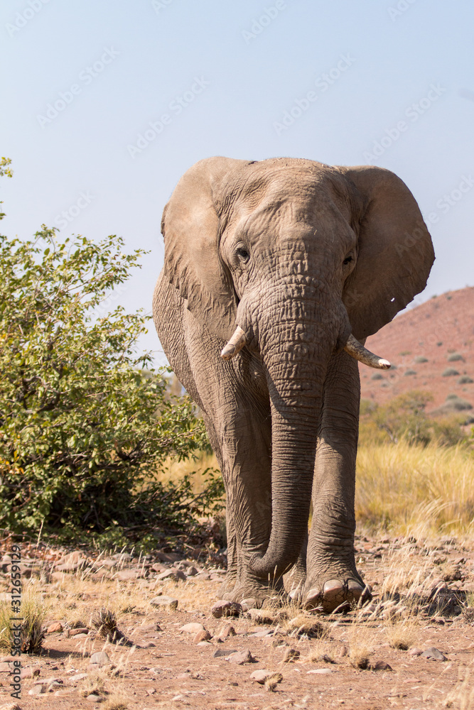 Obraz premium Elephants are mammals of the family Elephantidae and the largest existing land animals.