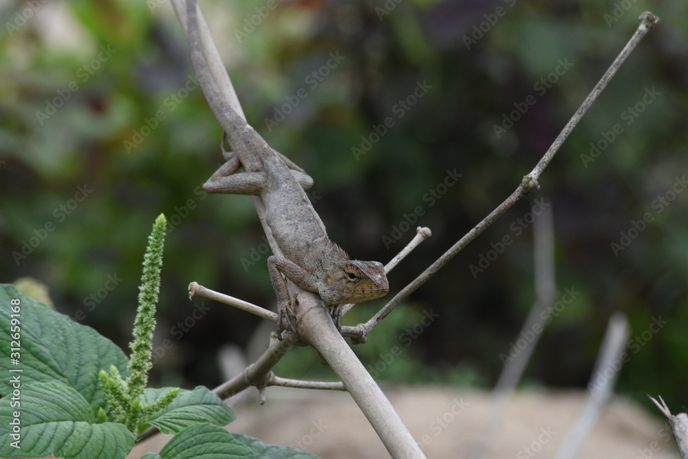 Garden lizard (Calotes versicolor) in Vietnam