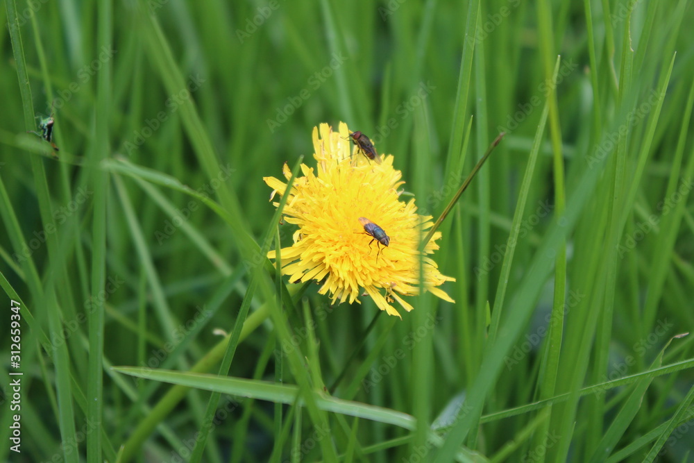 Yellow flowers between the green leaves with flies Yellow flowers between the green leaves with flies