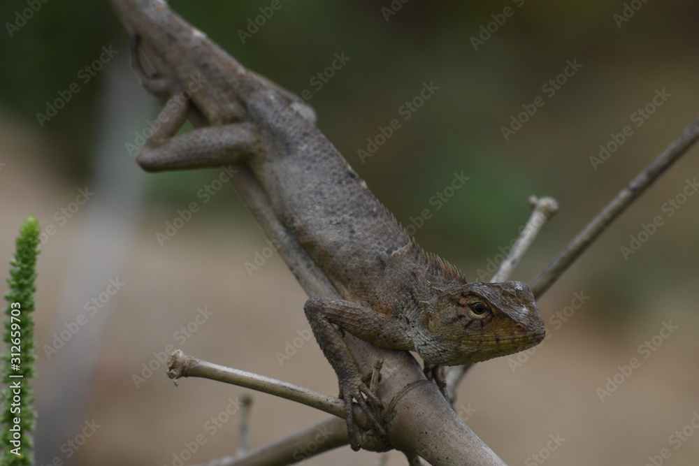 Garden lizard (Calotes versicolor) in Vietnam Garden lizard (Calotes versicolor) in Vietnam