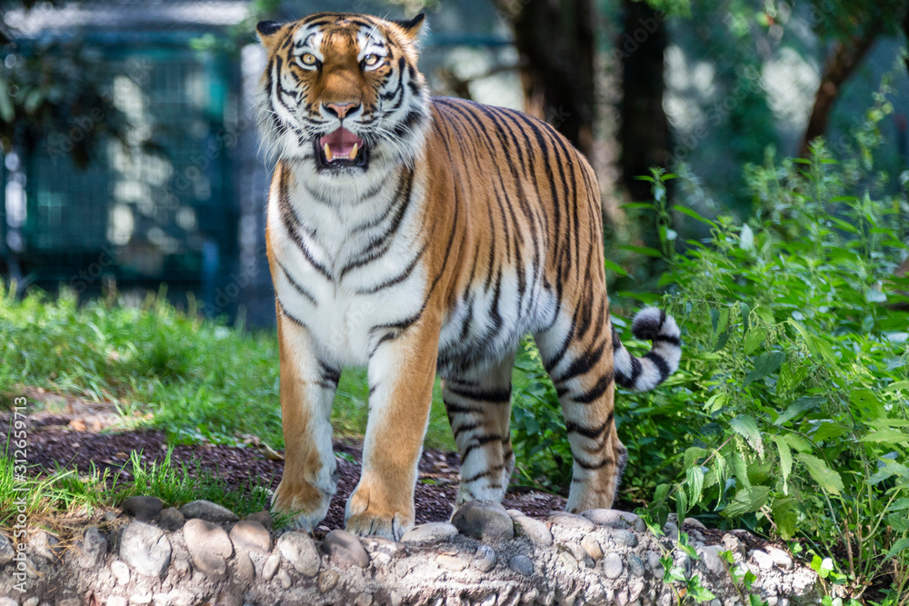 Fototapeta premium tiger