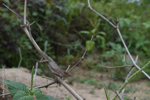 Garden lizard (Calotes versicolor) in Vietnam