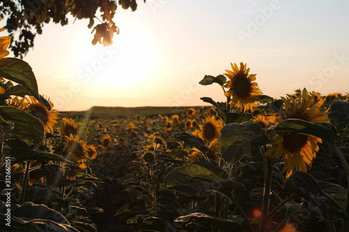 Sonnenblumen Feld © Alina