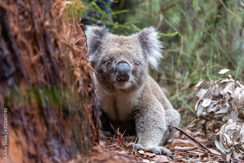 Koala baby