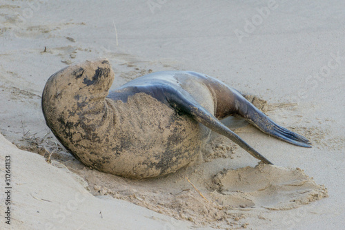seal baby plays in sand