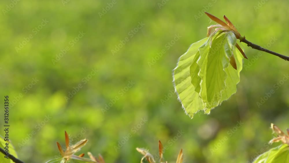 Young beech leaves in springtime Young beech leaves in springtime